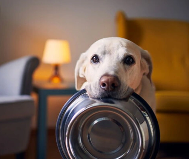 Hund hält einen Futternapf im Maul und schaut nach vorne.