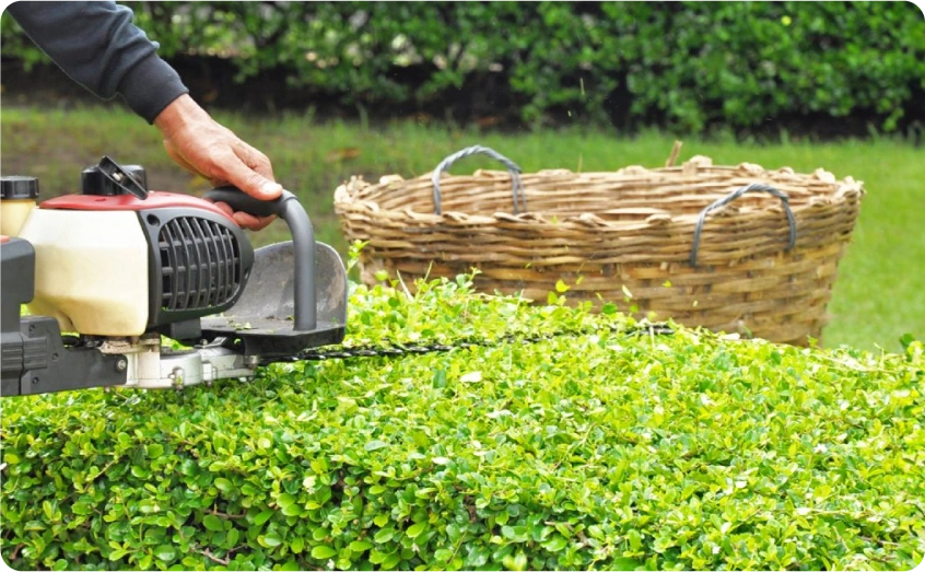 Person schneidet eine Hecke mit einer elektrischen Heckenschere.