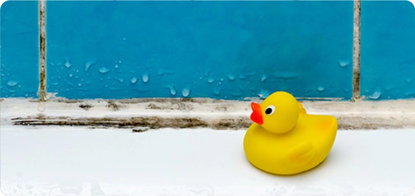 Gelbe Gummiente steht auf einer Badewannenoberfläche vor einer Wand mit Schimmelflecken.