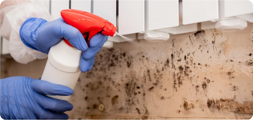 Reinigungsspray wird auf Schimmel an einer Wand unter dem Fenster gesprüht.