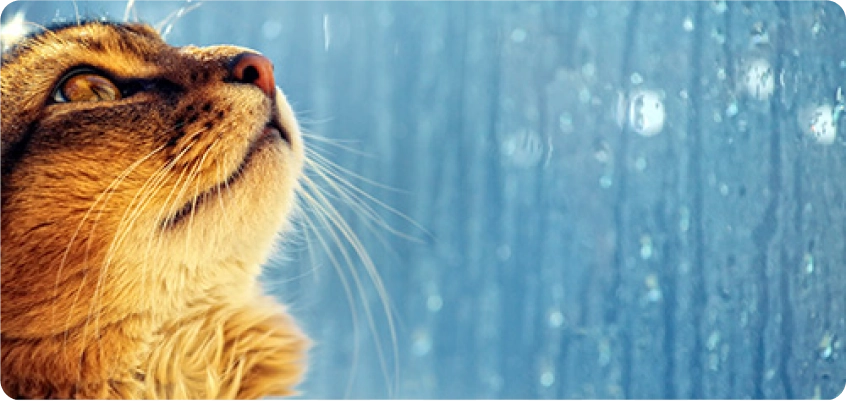 Katze schaut nach oben vor einem Fenster mit Kondenswasser.